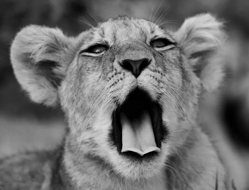 Spreading joy with a positive good morning meme