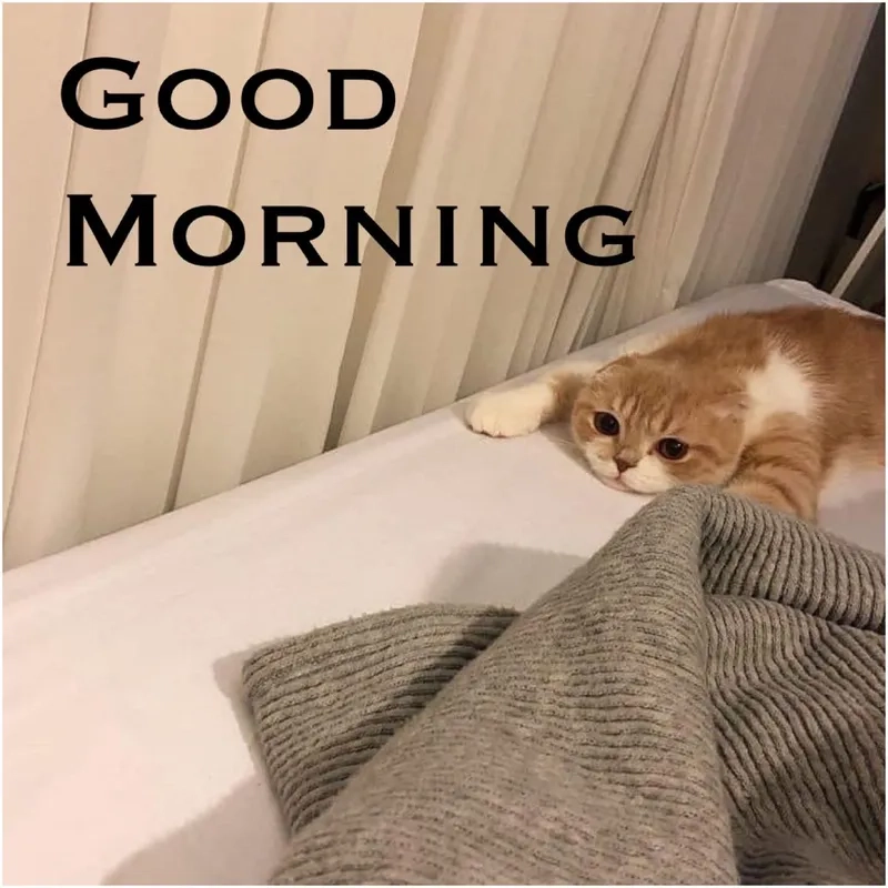 Another hilarious funny good morning meme for the group chat