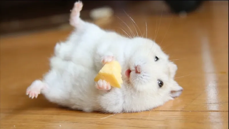 The happy hamster meme enjoying a treat
