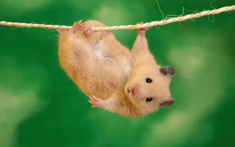 A funny hamster in a tiny hat meme