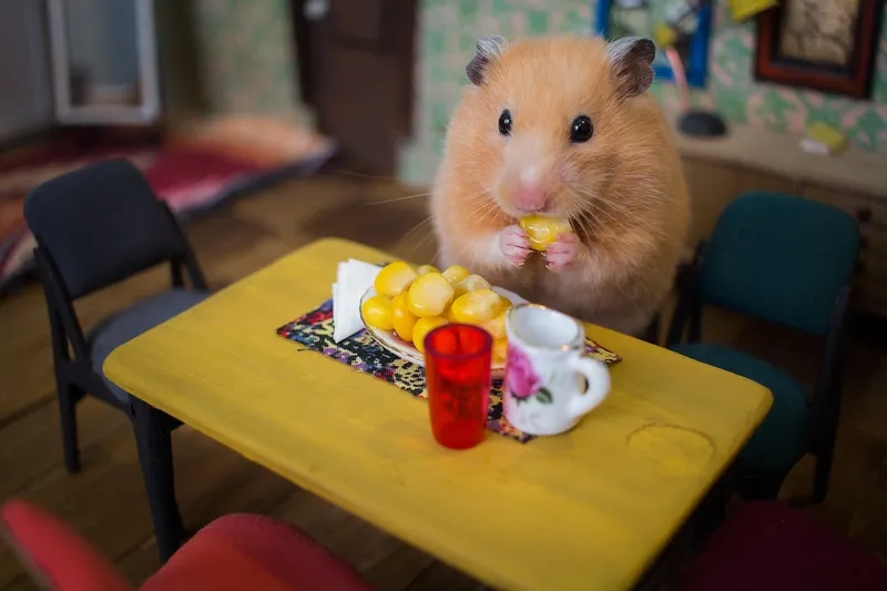 A delightful hamster eating banana meme