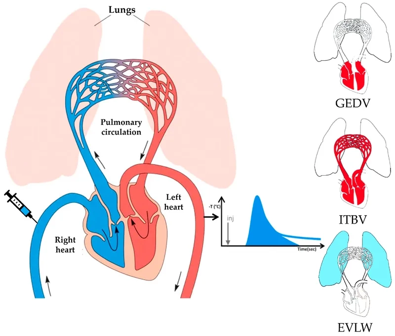 Infographic showing the hantavirus survival rate