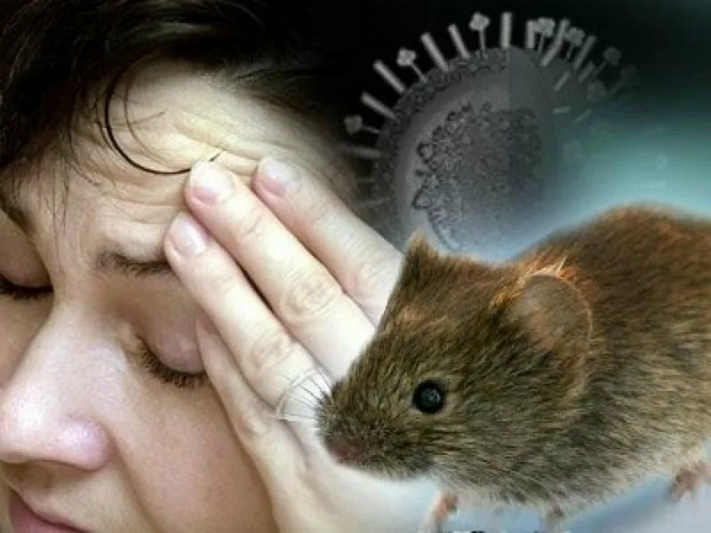 Safe hantavirus rodent cleanup procedures are essential