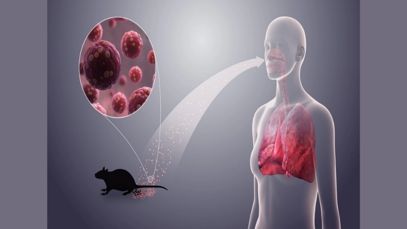 Stay alert for Hantavirus symptoms early