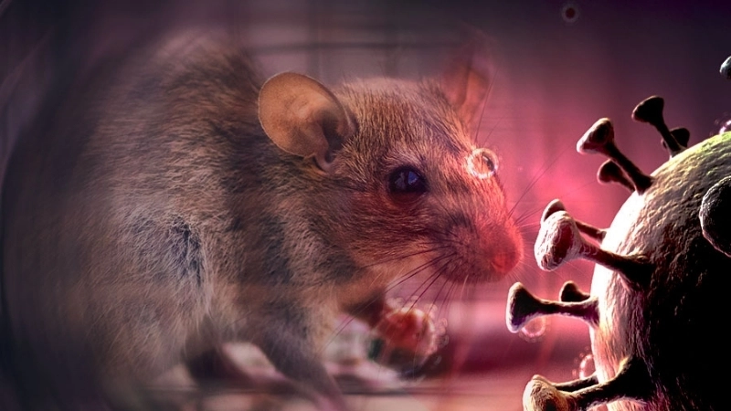 Fast Hantavirus diagnosis saves lives