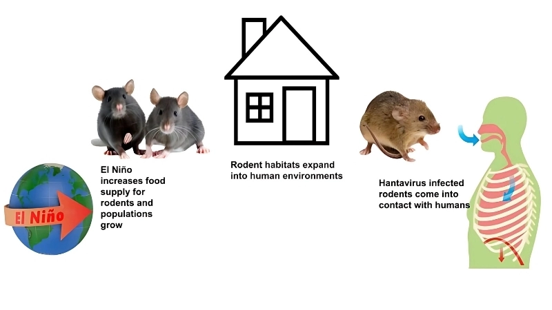 Check updates on Hantavirus CDC guidance