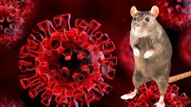 Monitor latest Hantavirus outbreak news