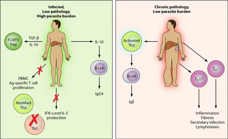 A medical chart explaining what is helminthiasis