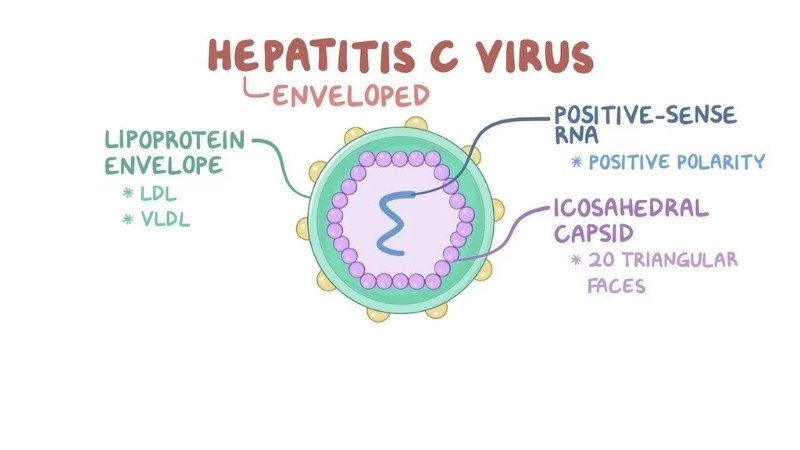 Effective hepatitis C treatment for better life