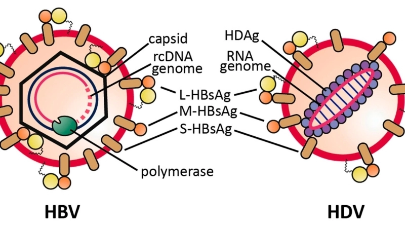 Hepatitis D transmission with Hepatitis D facts