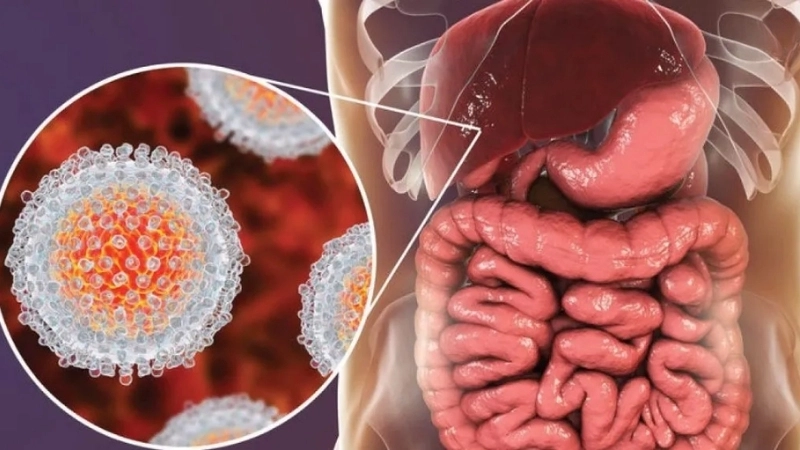 Hepatitis E prevention lowers infection risk