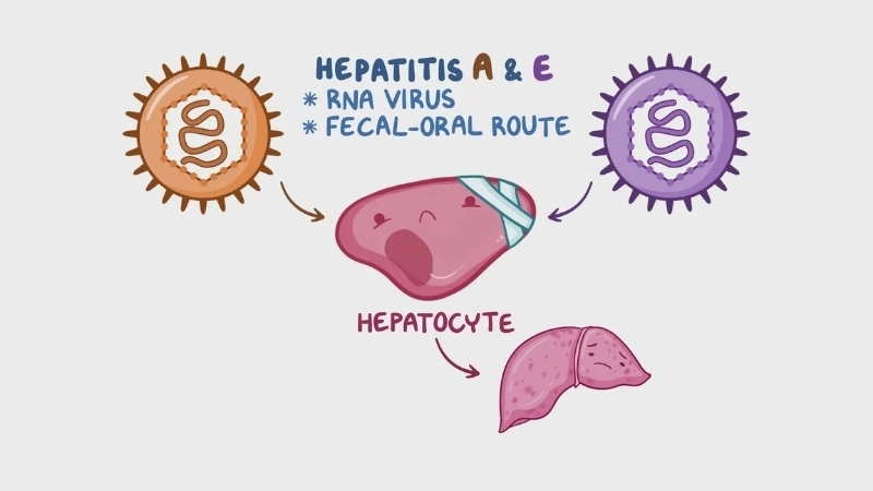 Hepatitis E transmission spreads through water