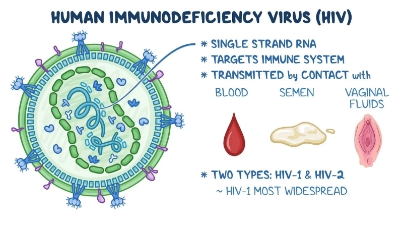 Human Immunodeficiency Virus HIV Infection AIDS causes
