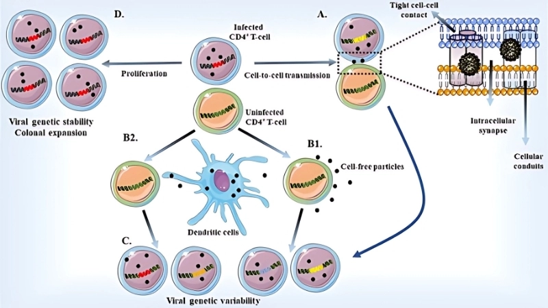 Human T-lymphotropic Virus infection HTLV-4