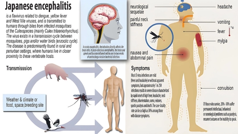 Japanese Encephalitis mosquito bites explained now
