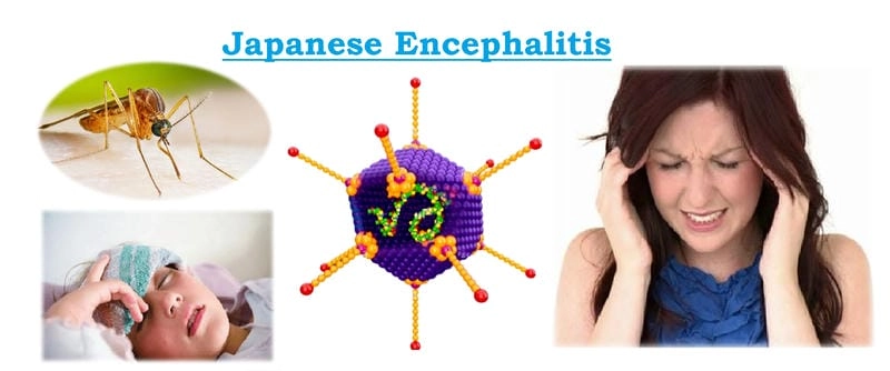 Track Japanese Encephalitis in India updates