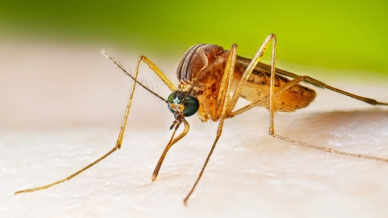 Learn Japanese Encephalitis prevention tips now