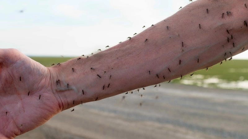 Quick Japanese Encephalitis diagnosis guide here