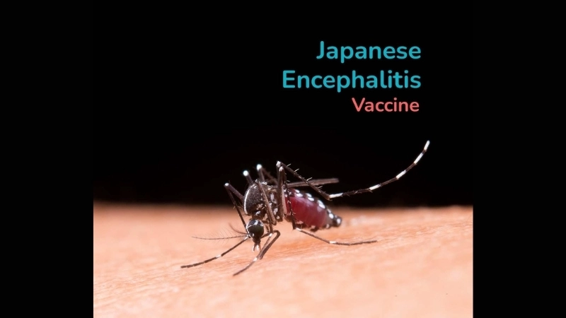 Know Japanese Encephalitis causes and risks well