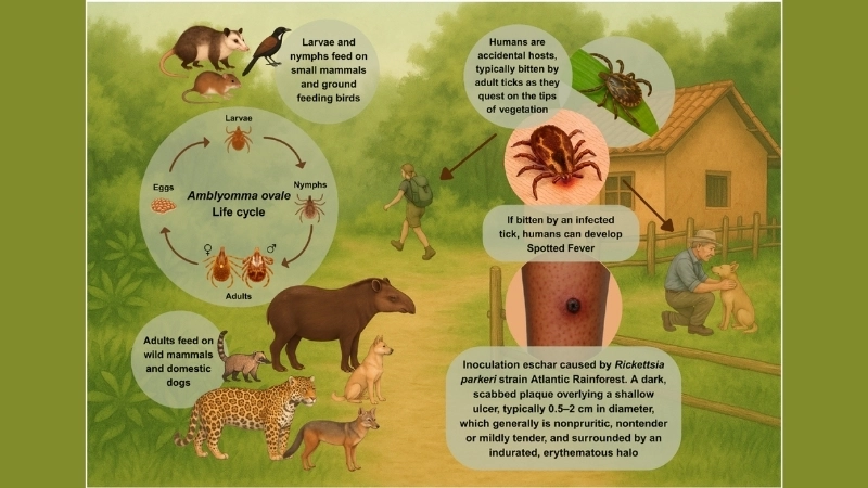 Monkey fever signals KFD virus in forest areas