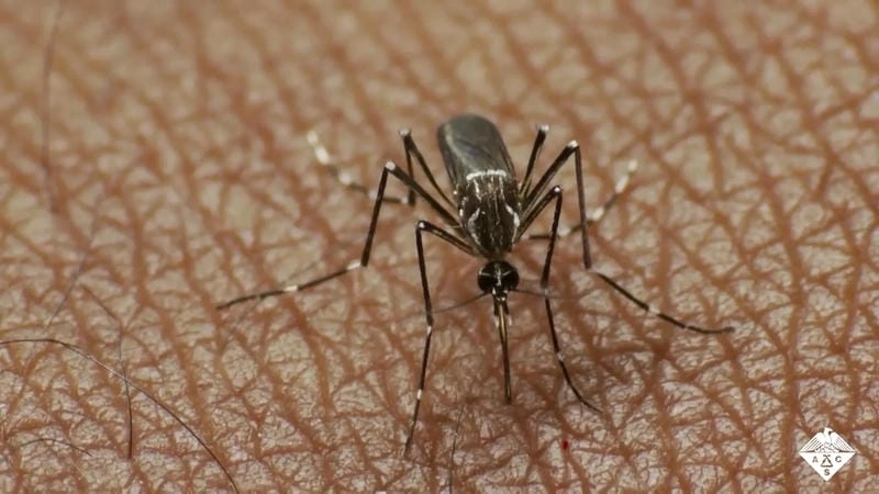 Explore effective treatment options for encephalitis