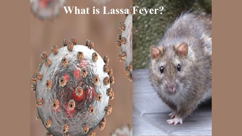 Microscopic image of the Lassa fever virus particle