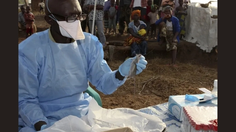 Study Lassa fever epidemiology patterns closely