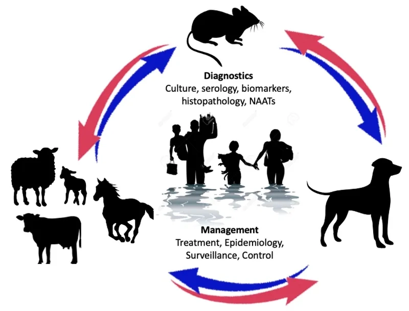 Identifying leptospirosis symptoms in humans for early care