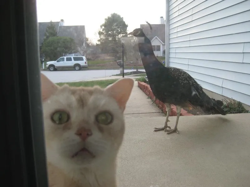 The original eric andre gate meme