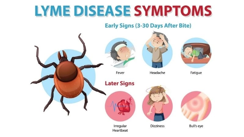 Lyme carditis diagnosis accurate detection of cardiac Lyme