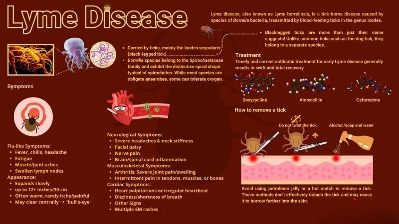Lyme carditis rash skin clue linked to cardiac manifestation