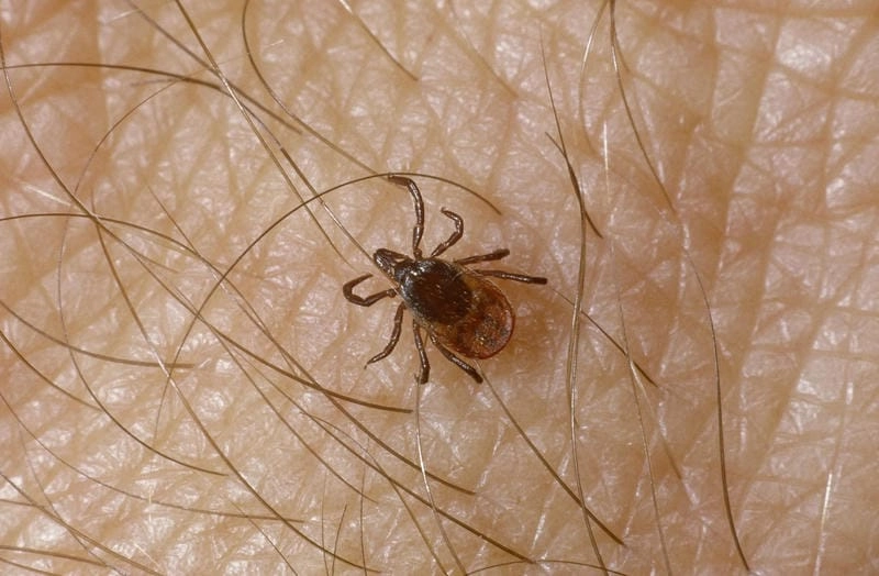 Antibiotics for Lyme disease treatment