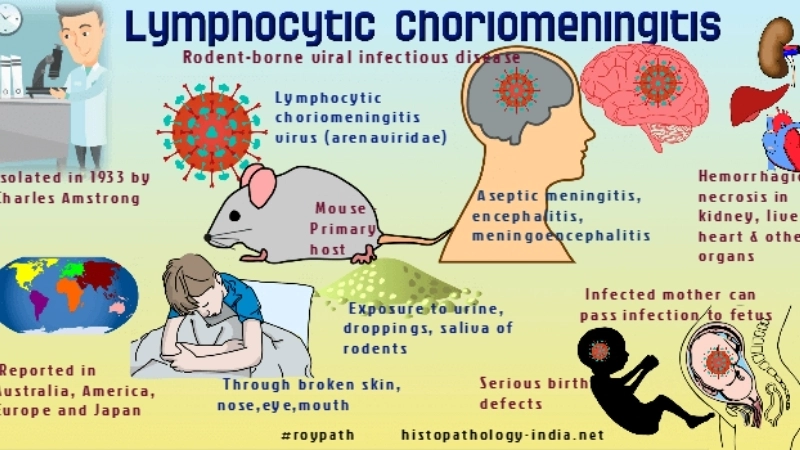 Prevent house mouse virus spreading in domestic areas