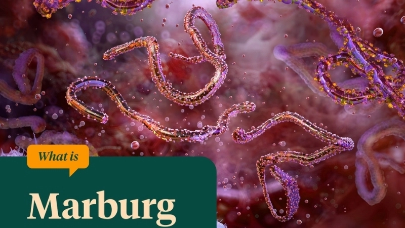 How is Marburg virus transmitted illustrated