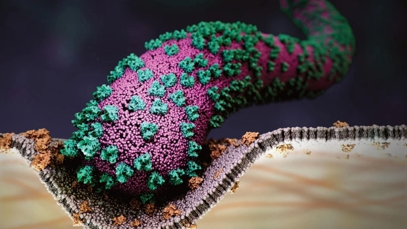 Find Marburg virus disease vaccine news