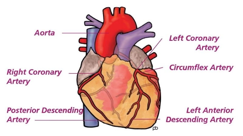Learning resources with myocardial infarction PPT