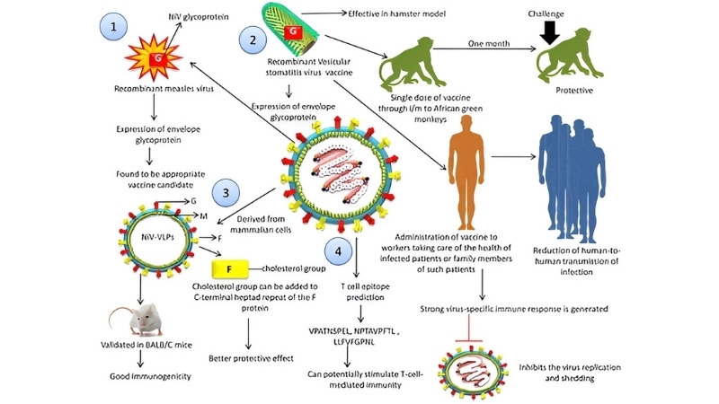Nipah virus encephalitis vaccine research advances