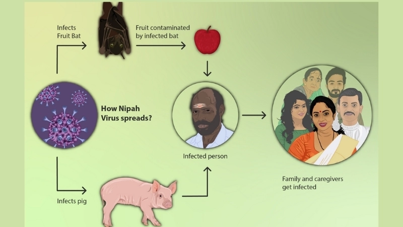 Understand Nipah virus encephalitis symptoms early