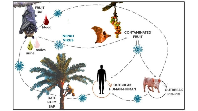 Explore Nipah virus encephalitis causes today
