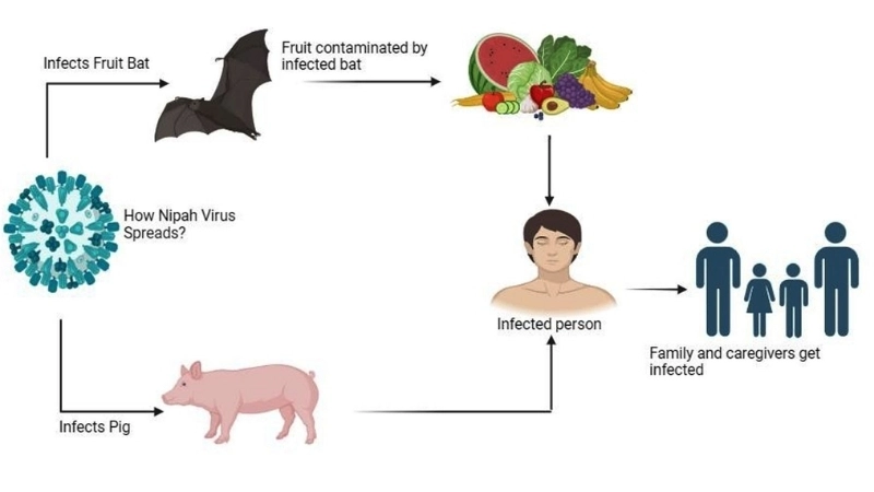 Track Nipah virus encephalitis outbreak updates