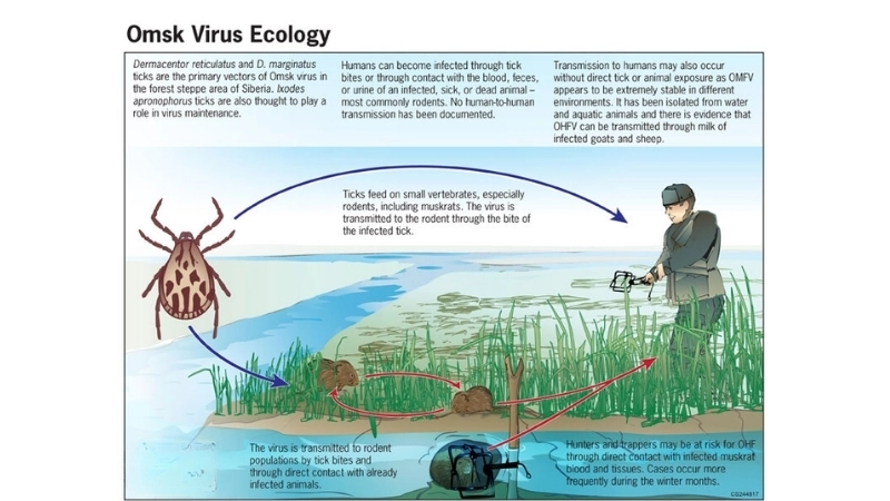 Identify early Omsk Hemorrhagic Fever symptoms in patients now