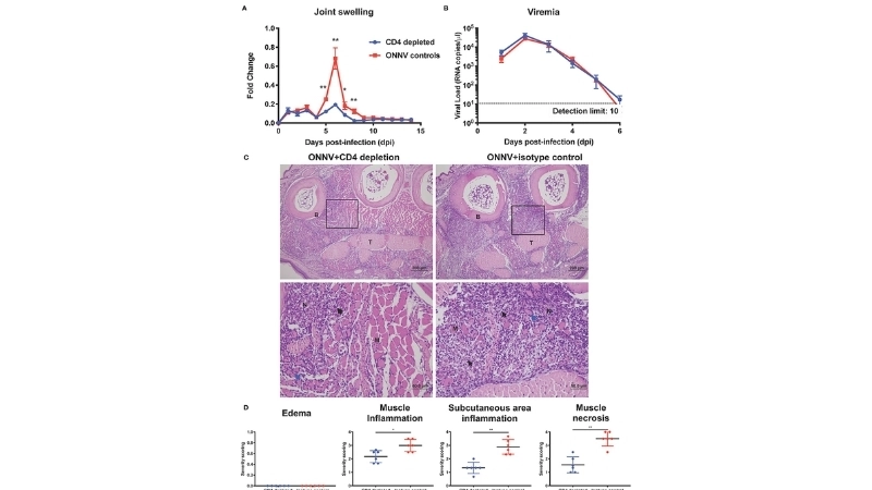 O'nyong'nyong Fever and O'nyong'nyong virus transmission
