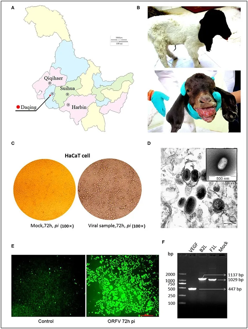 Recognizing the common orf virus symptoms