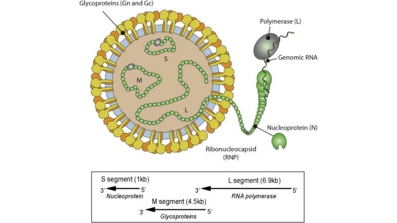 Oropouche Fever linked to Oropouche virus aedes aegypti