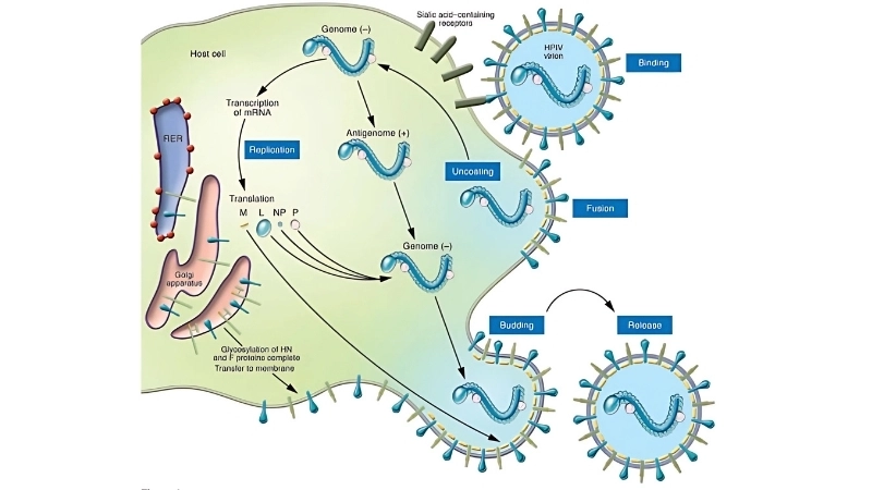 Discover effective parainfluenza treatment options