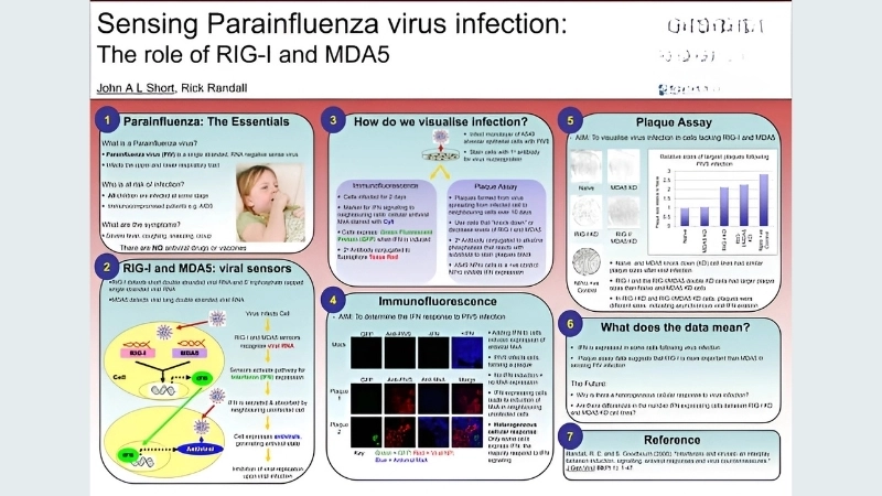 Compare parainfluenza vs influenza signs and risks