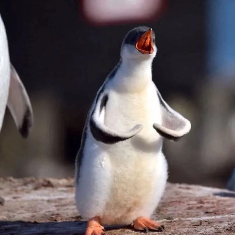 The chaotic energy of the rico penguin meme