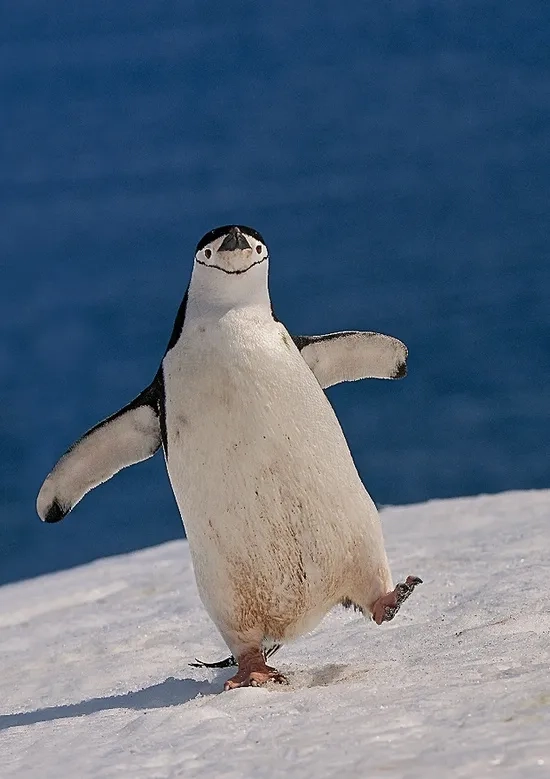 A nostalgic club penguin meme for veteran players