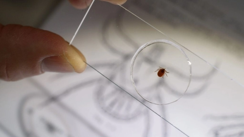 Official data from Powassan virus CDC for reference