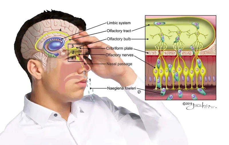 The lifecycle of the warm freshwater amoeba